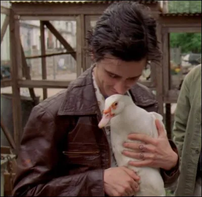 Comment finit le canard de Ziggy ?