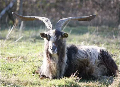 Quel est le nom du mâle de la chèvre ?