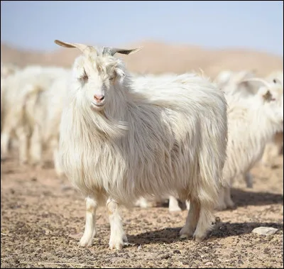 Quel est l'autre nom de la chèvre cachemire ?