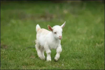 Comment nomme-t-on le petit de la chèvre ?