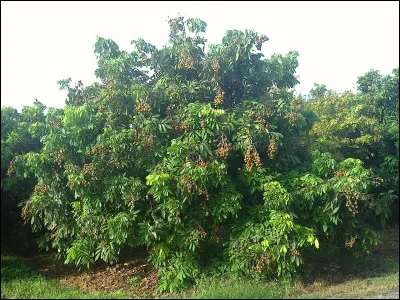 Quel est cet arbre ?