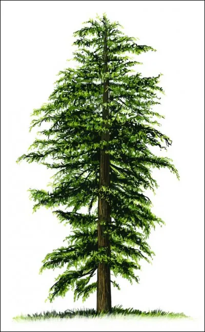 Quel est cet arbre ?