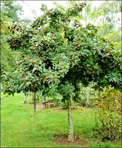 Quel est cet arbre ?