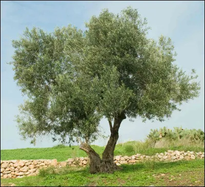 Quel est cet arbre ?