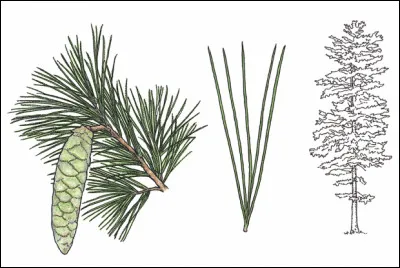 De quel arbre s'agit-il ?