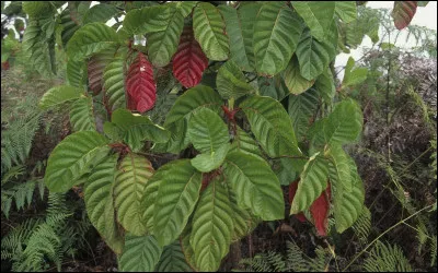 Quel est le nom de cet arbuste ?