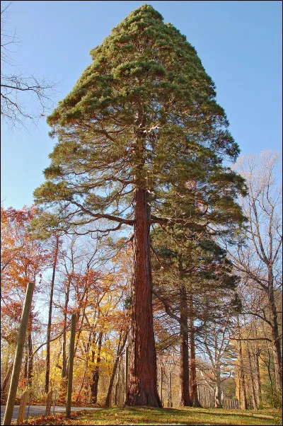 Quel est cet arbre ?