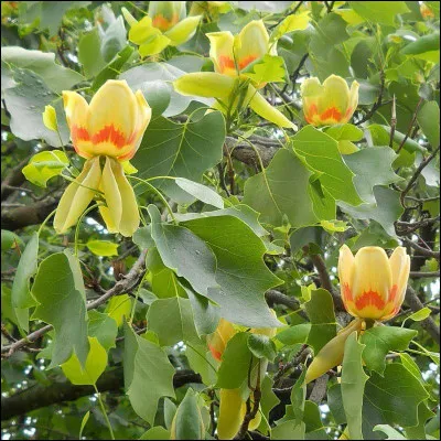 De quel arbre proviennent ces fleurs ?