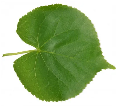 À quel arbre appartient cette feuille ?