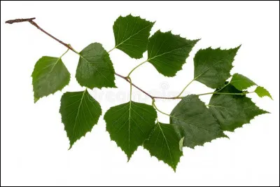 À quel arbre appartiennent ces feuilles ?