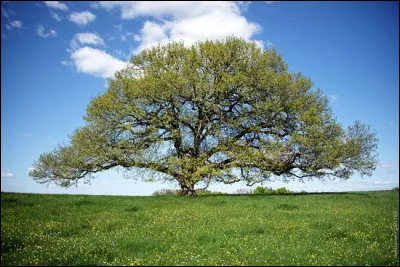 Quel est cet arbre ?