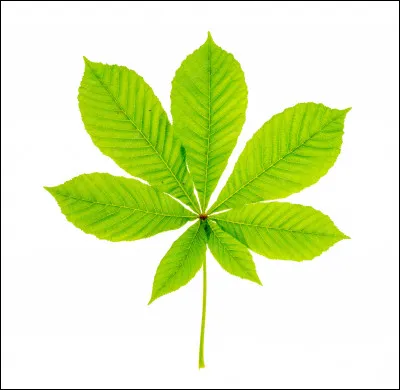 À quel arbre appartient cette feuille ?