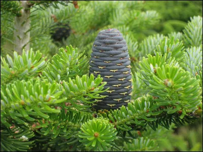 À quel arbre appartient ce fruit ?