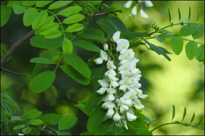 À quel arbre appartient cette fleur ?