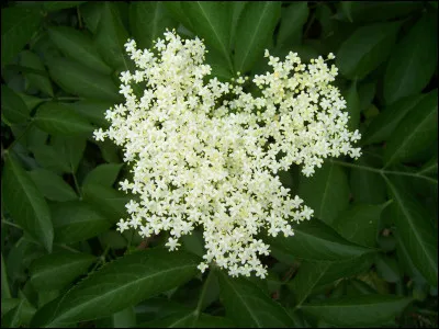 À quel arbre appartiennent ces fleurs ?
