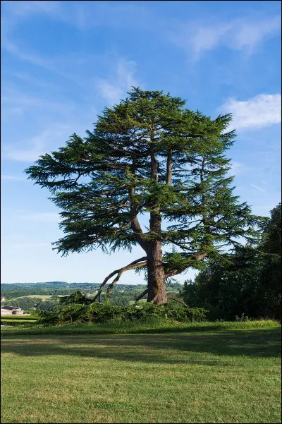 Quel est cet arbre ?