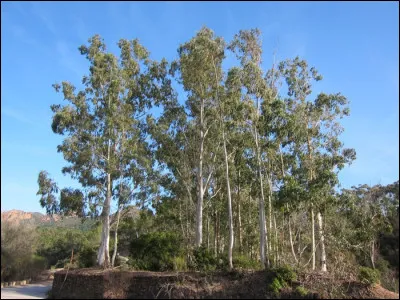 Quels sont ces arbres ?