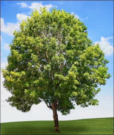 Quel est cet arbre ?