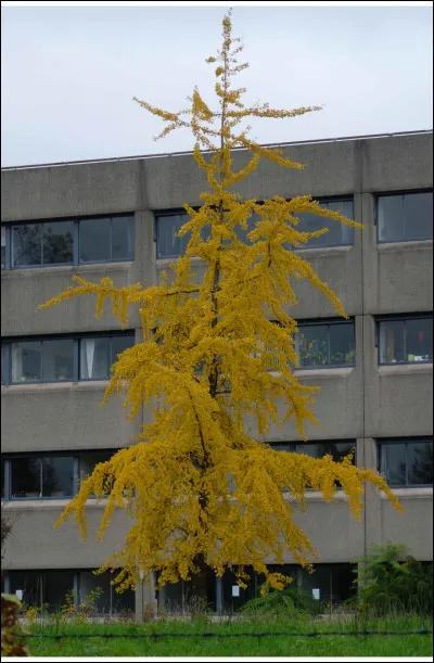 Quel est cet arbre ?