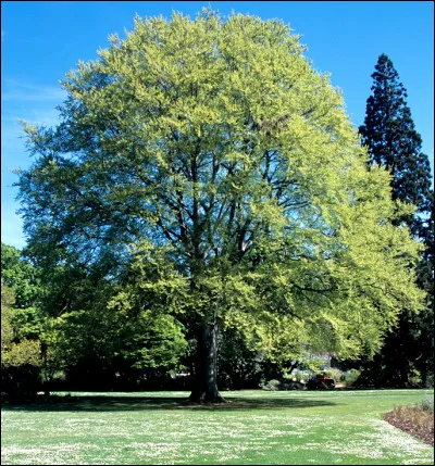 Quel est cet arbre ?