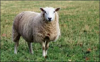 En anglais, le "mouton" se dit "sheep".