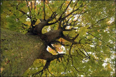 Voudrais-tu quil y ait un rapport avec la nature ?