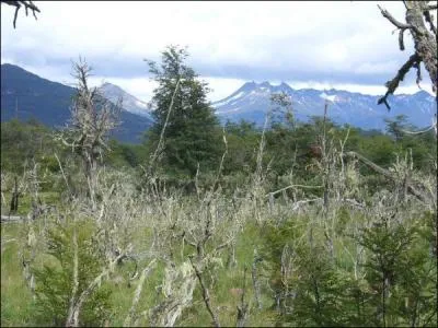 Le dicton sur cette le est : 'Les 4 saisons peuvent se passer en un jour'. Pourquoi les arbres de cette le sont dchirs ?