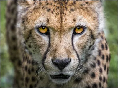 Le guépard chasse-t-il la nuit où le jour ?