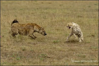 Le guépard est plus puissant que la hyène.