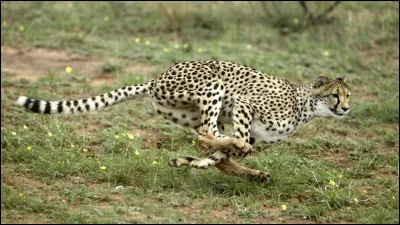 Le guépard peut courir sur quelle distance ?