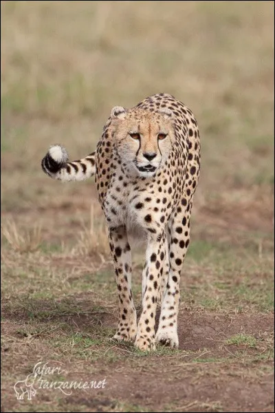 Comment appelle-t-on le cri du guépard ?