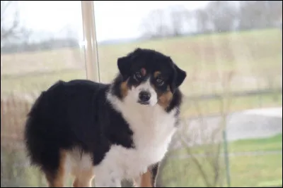 Quelle est la race de ce chien ?