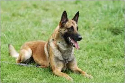 Quelle est la race de ce chien ?