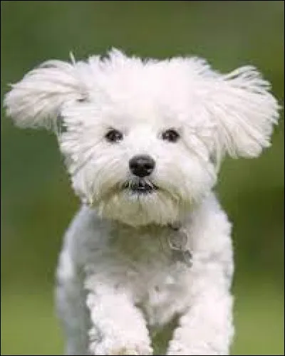 Quelle est la race de ce chien ?