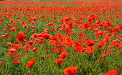 Quel est le nom de cette jolie fleur rouge ?