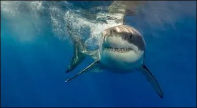 Comment appelle-t-on le petit du requin ?