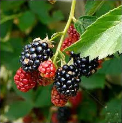 Laquelle de ces orthographes d&eacute;signe un fruit rouge ?