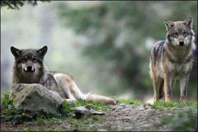 Parmi ces trois "Jean-Loup", lequel est homme de lettres ?