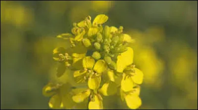 Comment dit-on le mot "moutarde" en anglais ?