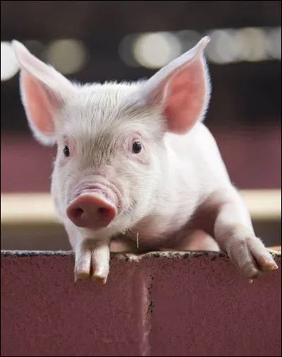 Quel est cet animal ?