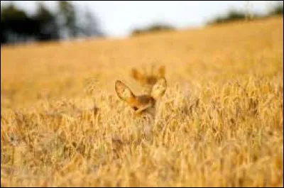 Quelle couleur est représentée sur l'image de la question 1 ?