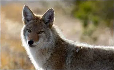 Quel pays est situé entre les pays représentés par l'image de la question 5 et celle de la question 10 ?