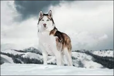 Ce chien a le même nom qu'une capitale, laquelle est-ce ?