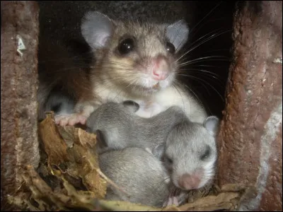 Quels sont ces animaux ?