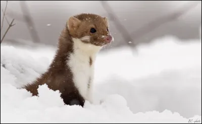 Quel est cet animal ?