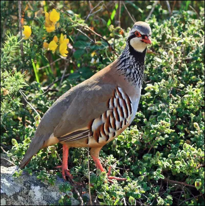 Quel est cet animal ?
