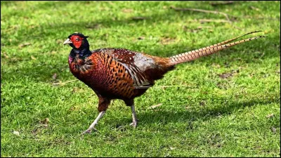 Quel est cet animal ?