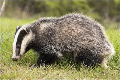Quel est cet animal ?