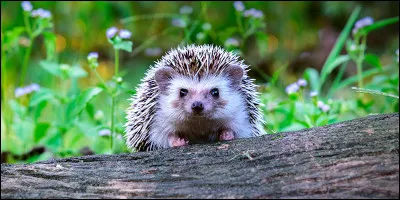 Quel est cet animal ?