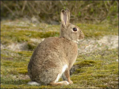 Quel est cet animal ?